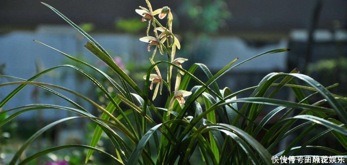 种植|兰花烂根了怎么救活跟着一起做,立马见效!