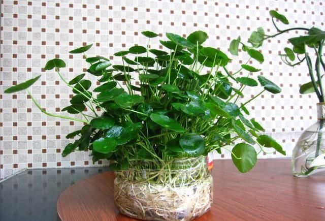 一个小小矿泉水瓶，不但能种花，还可以做扦插，用途原来这么多