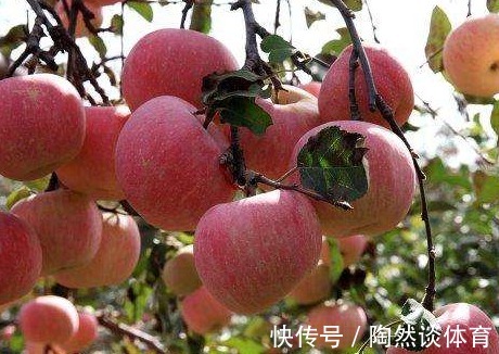 健康|“晚上吃苹果”，对健康是利是弊？很多人不清楚，不妨一起了解下