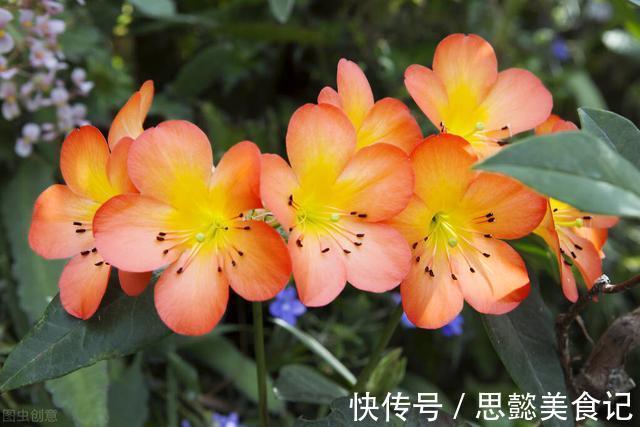 怎样让君子兰一年长出8片叶子?他的做法,值得我们学习