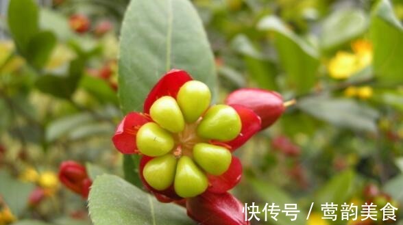 幸福树|喜欢养花,不如养盆香妃茶花,开花色香俱全,花期还长,超美