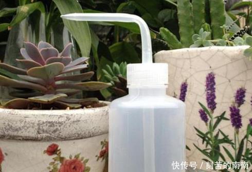 如何养好“多肉”免费教你一招“多肉”养殖技术