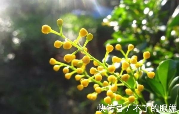 初春养花担心养不活,教你几个小妙招让家里的花生机勃勃