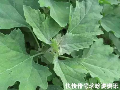 野菜|养肝就是保命,3种野菜,养肝护肝,第3种,长得有点特别