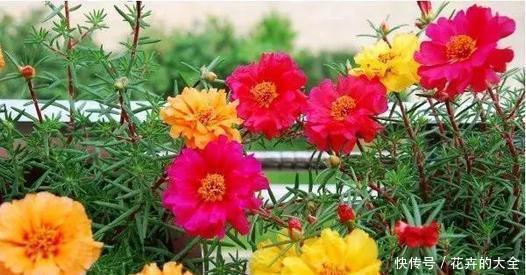 适合|2种懒人花,沾水沾土就能活,好养又好看,适合新手!