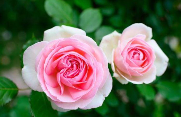 飘香|家养这些植物,阳台开出花海,满屋子飘香,南北方都能养!