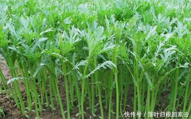 女性要“减肥美容”?坚持吃3物,排出毒素,润肠护肤,滋养子宫