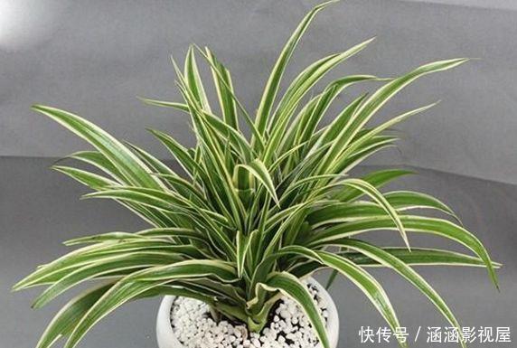 吊兰的最爱,没事喝喝“它”,个头蹿蹿,藤蔓到处爬!