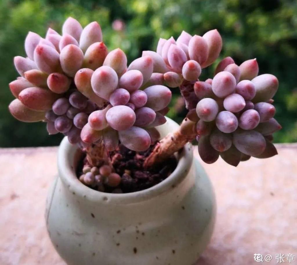 寒潮过后，多肉美出天际，颜色鲜艳明亮，真馋人！