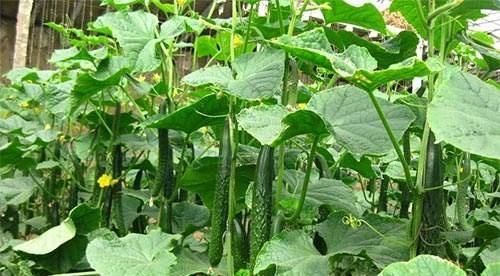  粘稠|高血糖可以吃的7种食物，习惯吃可以助降血糖，血液不粘稠