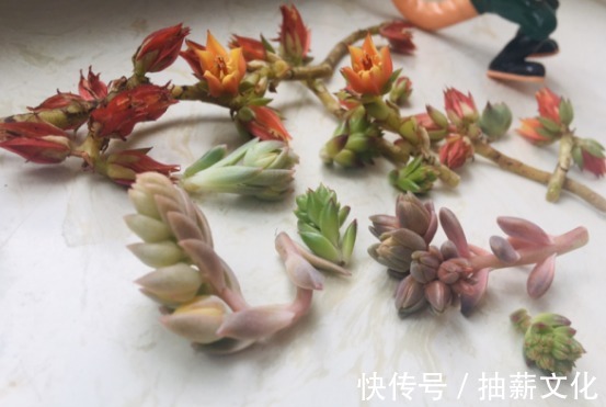 花箭|多肉开花后，赶紧剪掉，不然母株会死掉！