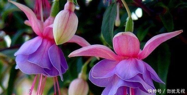 松针|路边捡一把扔到花盆里，土壤肥的流油，根壮不腐烂，3年不用换土！