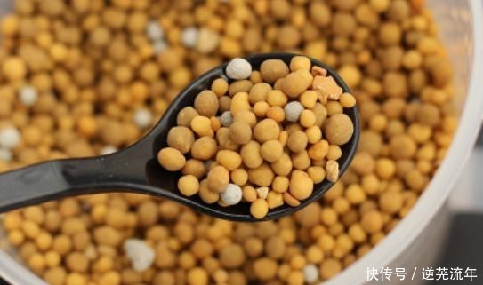 3种最适合当做“底肥”的肥料,养花盆里加一点,养啥旺啥!