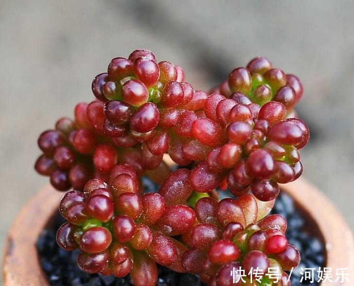多肉红色浆果的三个养护小技巧,各个晶莹剔透,值得一试