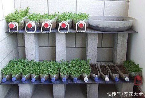 家里的油桶不要扔，拿来种菜养花，省钱又好用