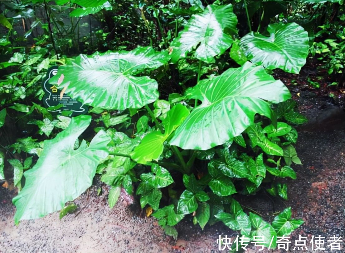 钩吻|植物界的“河豚”！多人因吃这种“芋头”中毒，农村里很常见