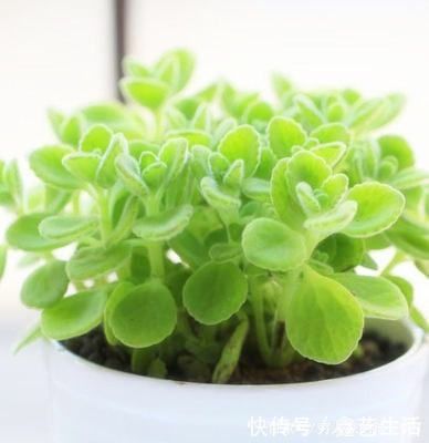 适合做室内桌面盆景，值株小巧又耐阴的几款绿值