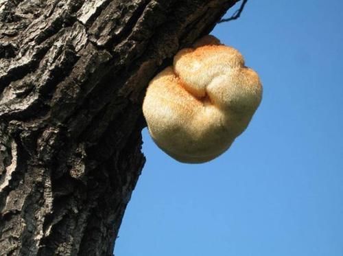 辉辉|脾虚的原因被发现,每天坚持吃一点,改善孩子脾胃,有助于长高