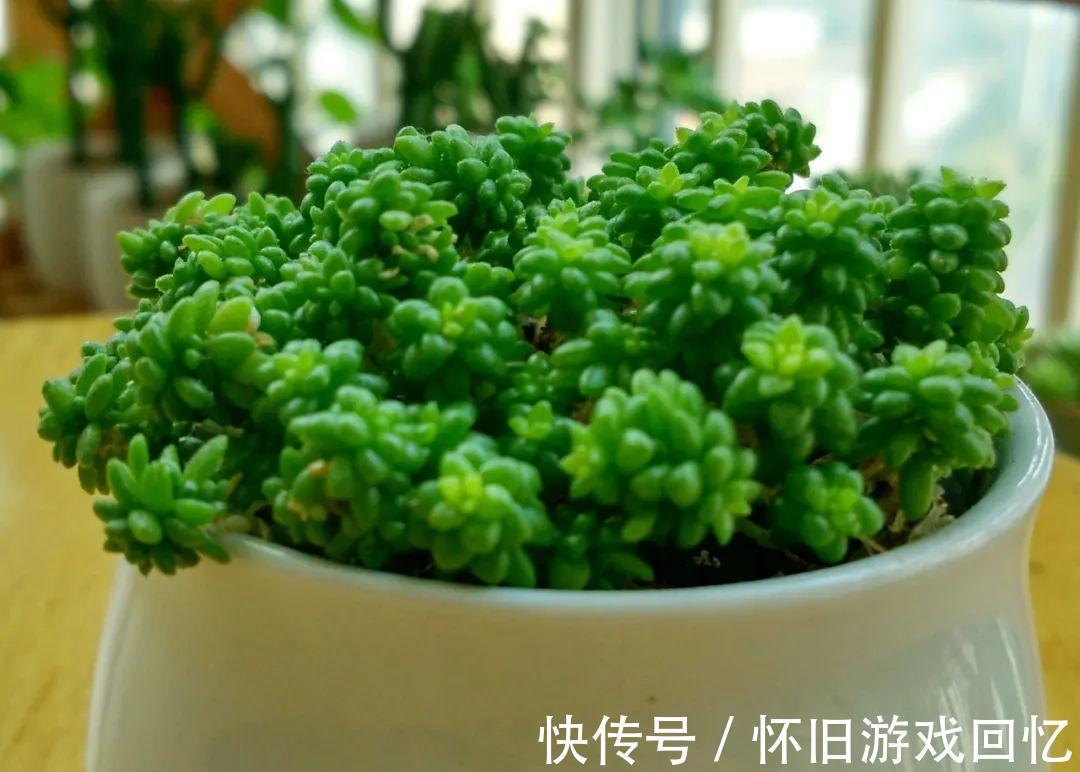 结板|如何判断服盆,什么多肉好养