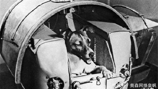 纪念碑 首个升上太空的流浪狗,至今还在宇宙,莫斯科为它设立纪念碑