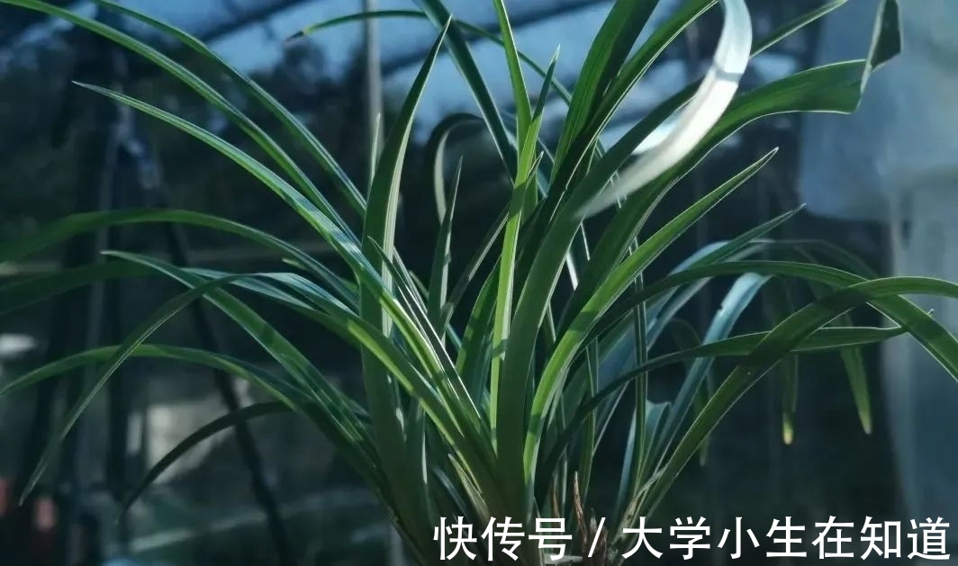 兰花烂根后最怕什么?正确处理有技巧,这4种会加速兰花枯死