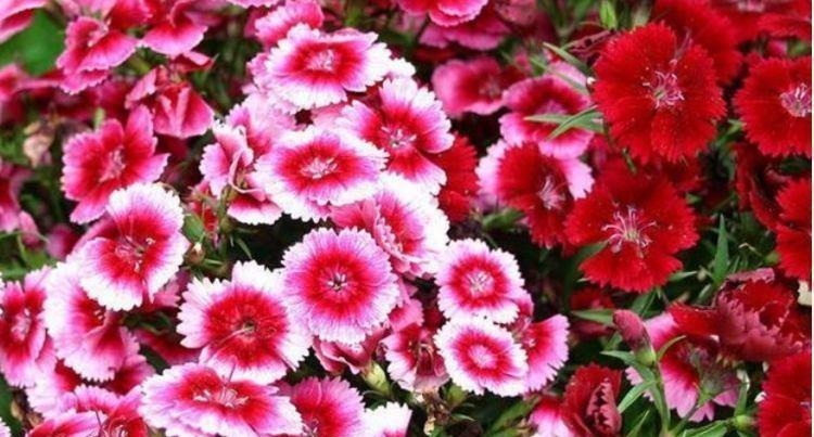 家里就养4种花,看了就让人沉醉,年年开花不断,美!