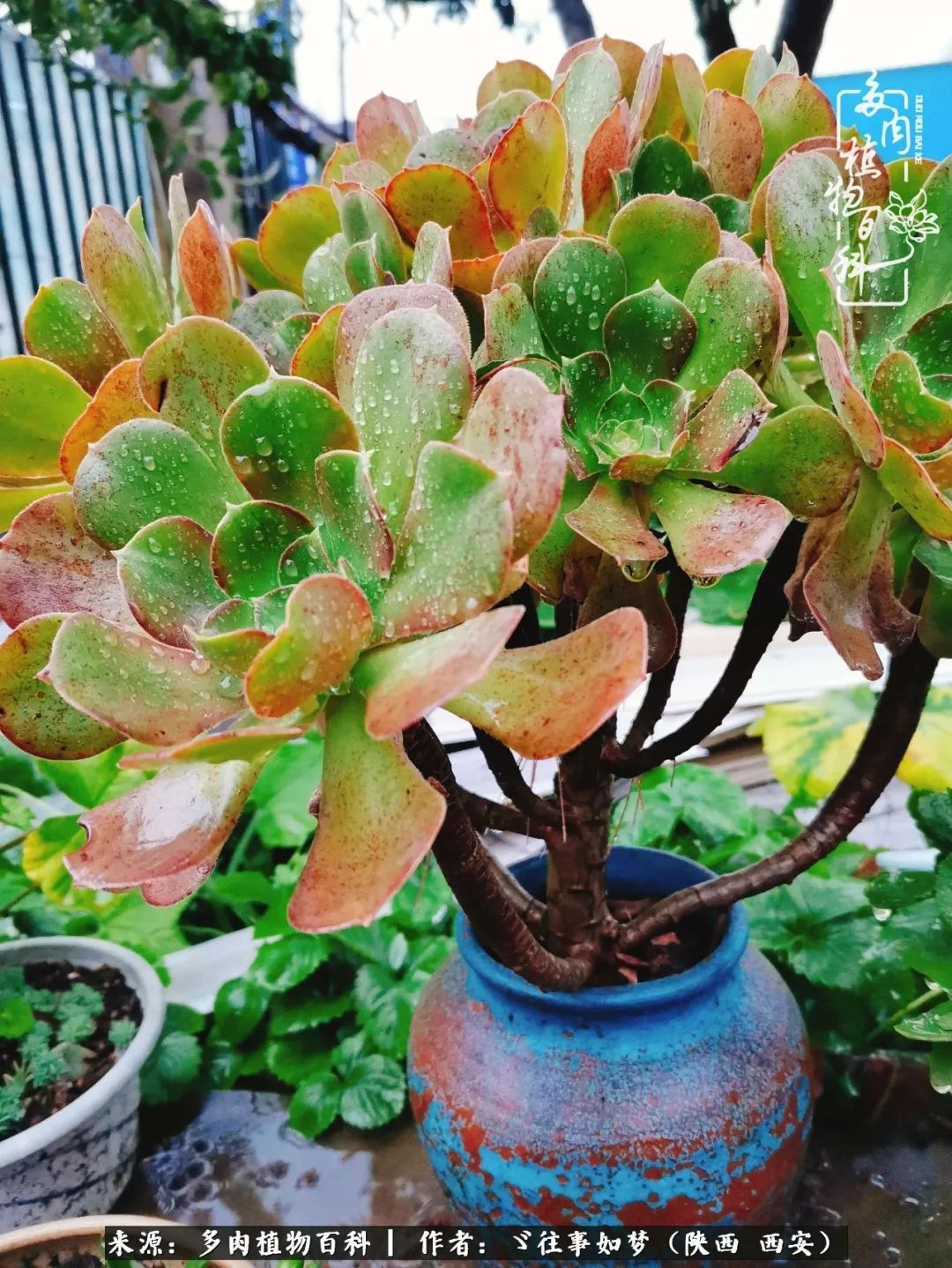 愿你付出甘之如饴，愿你所得归于欢喜！