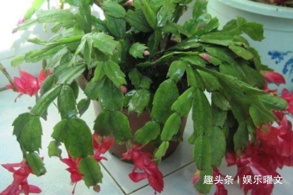 爱“喝油”的几种花,懒人都能养,1勺油什么问题都可以解决!