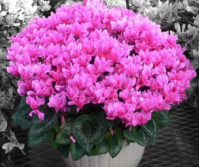 入冬后,这些花别折腾,越折腾越死