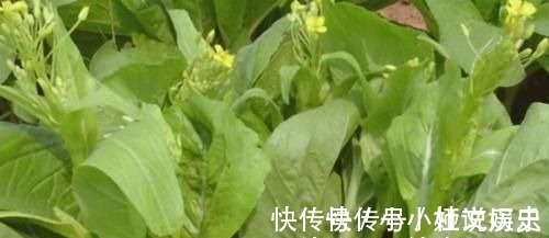 美白肌肤|爱美的女性,不妨常吃3种食物,美白肌肤,滋补肝肾,延缓衰老