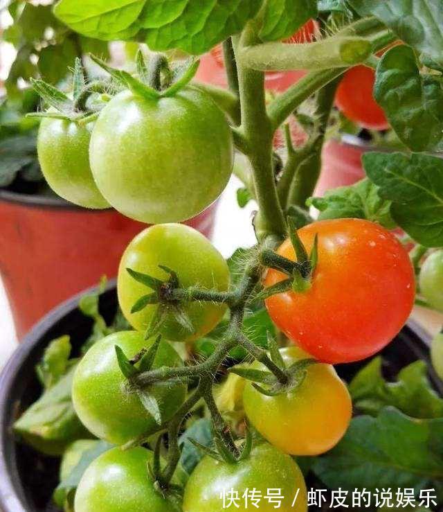 阳台上|家庭种菜,选择这4种,长势旺盛、生机勃勃、硕果累累