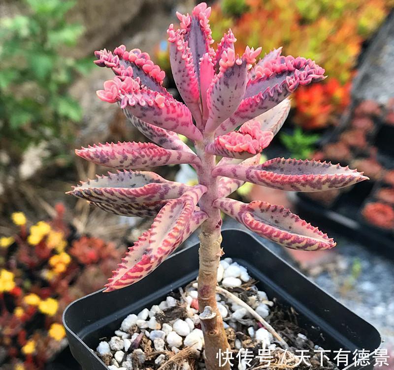 适合懒人养的“6种花”,不只是好养,还寓意好,利于健康