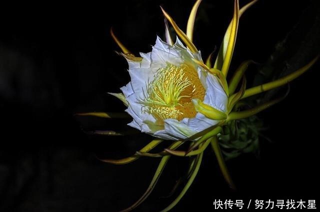 火龙果花开美似“昙花”你见过吗“红绣球”火龙果长什么样