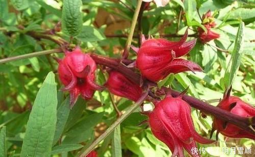 路边1种野花,人称洛神花,种盆里也好看,你见过没?