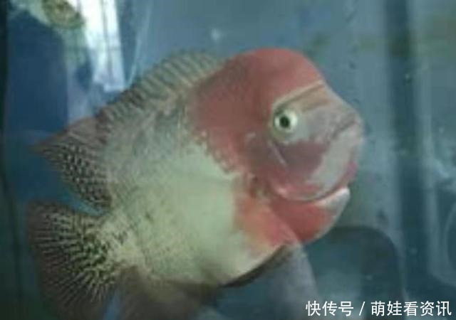 60cm鱼缸养什么鱼好看