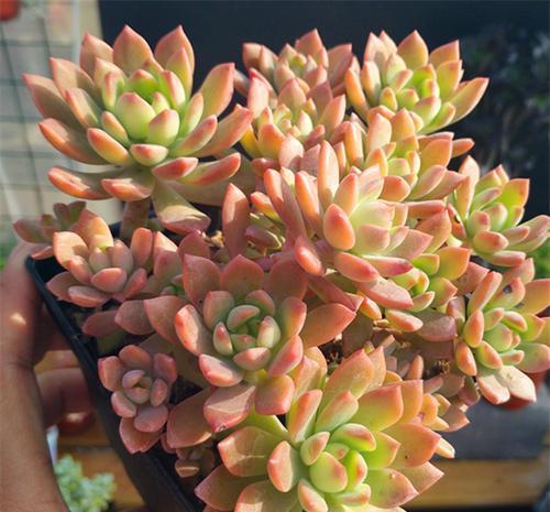 夏天|多肉马库斯真皮实,夏天不休眠,好养好看长成群生肉墩子