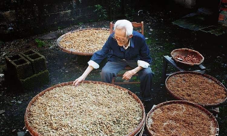 卢老师|退休老药师“以筋治筋”的方子一味药,治周身筋骨疼,请你品味