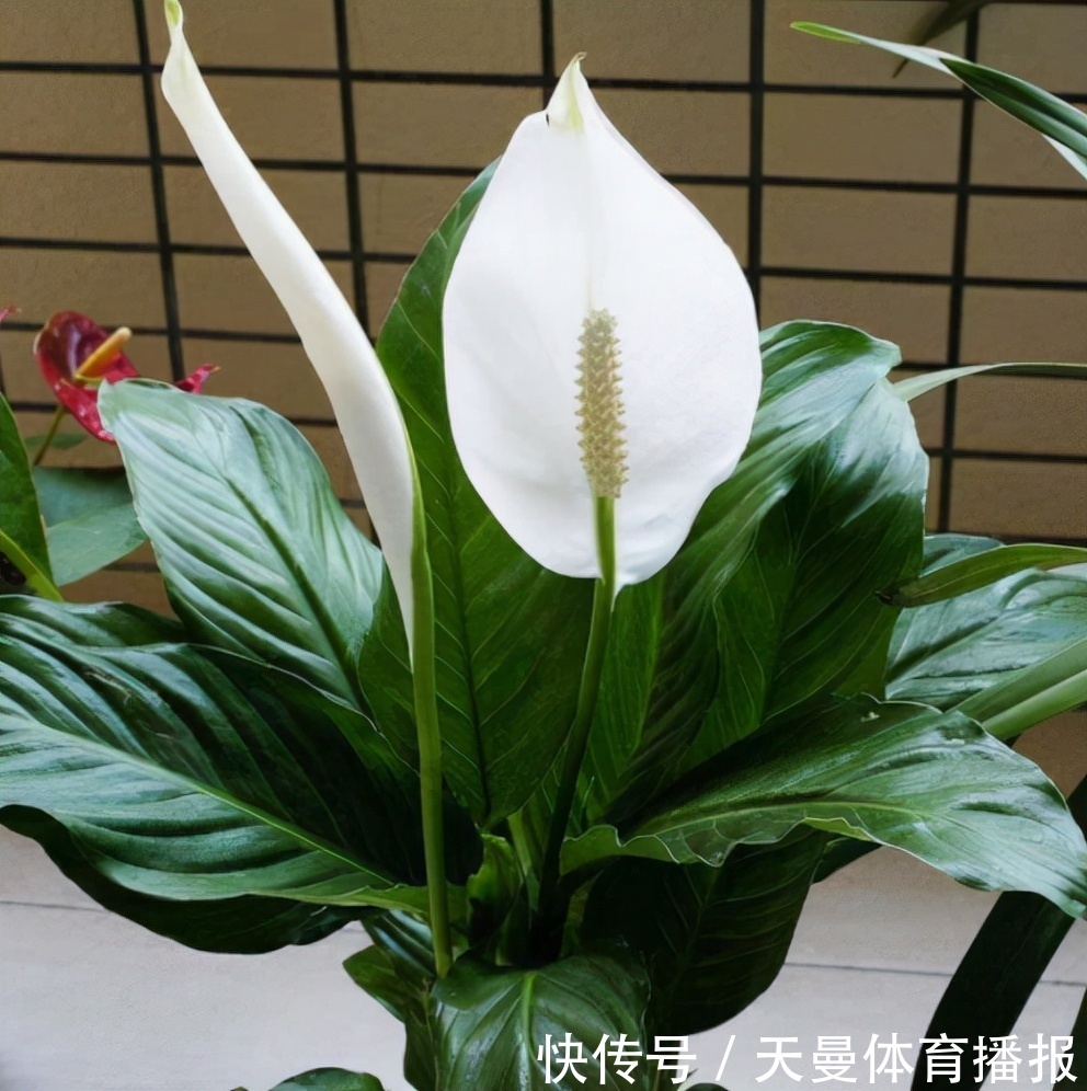 红掌|红掌、白掌太难养？这两种养护截然不同，不要当普通绿植去养