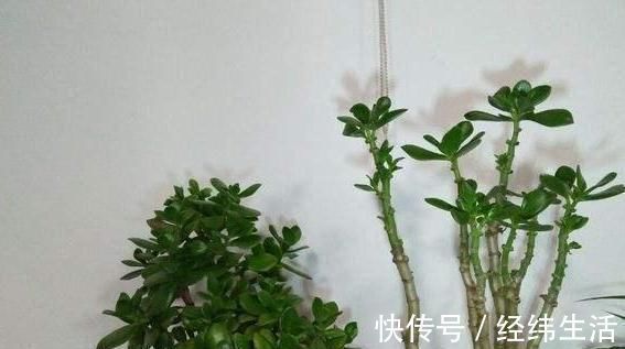 马齿苋摇身一变成“金枝玉叶”,花友1年养成老桩,高价都不卖