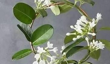 酸碱度|养护茉莉花爆满盆有诀窍,养花高手都这样做,轻松开花长达一年