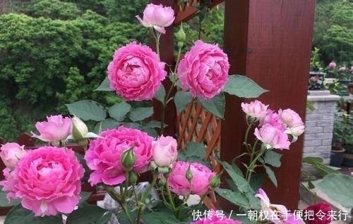 四季|此花是世界名花,颜值超牡丹,香味胜茉莉,四季开花,是盆栽佳品