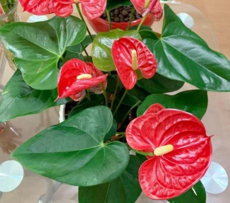 阳台养这几朵花,花开不断,好养易开花,养在家中香飘满屋