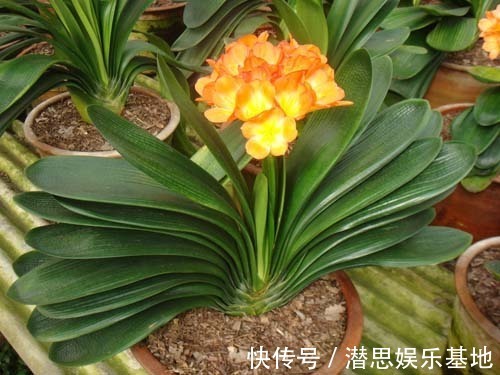 长寿花|这些花适合“穷养”，大花盆长不好开花少，很多新手都混淆了