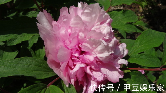 喜欢菊花,不如养盆“牡丹四大名品”赵园粉,娇艳欲滴,芳香浓郁