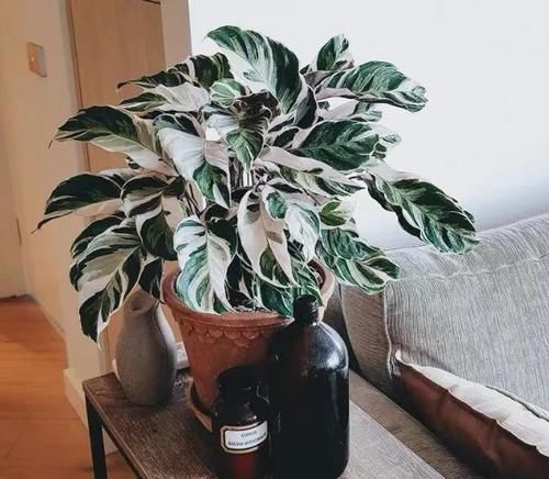  友好|啤酒养花：具体的该怎么用？多久用一次对植物才“友好”？