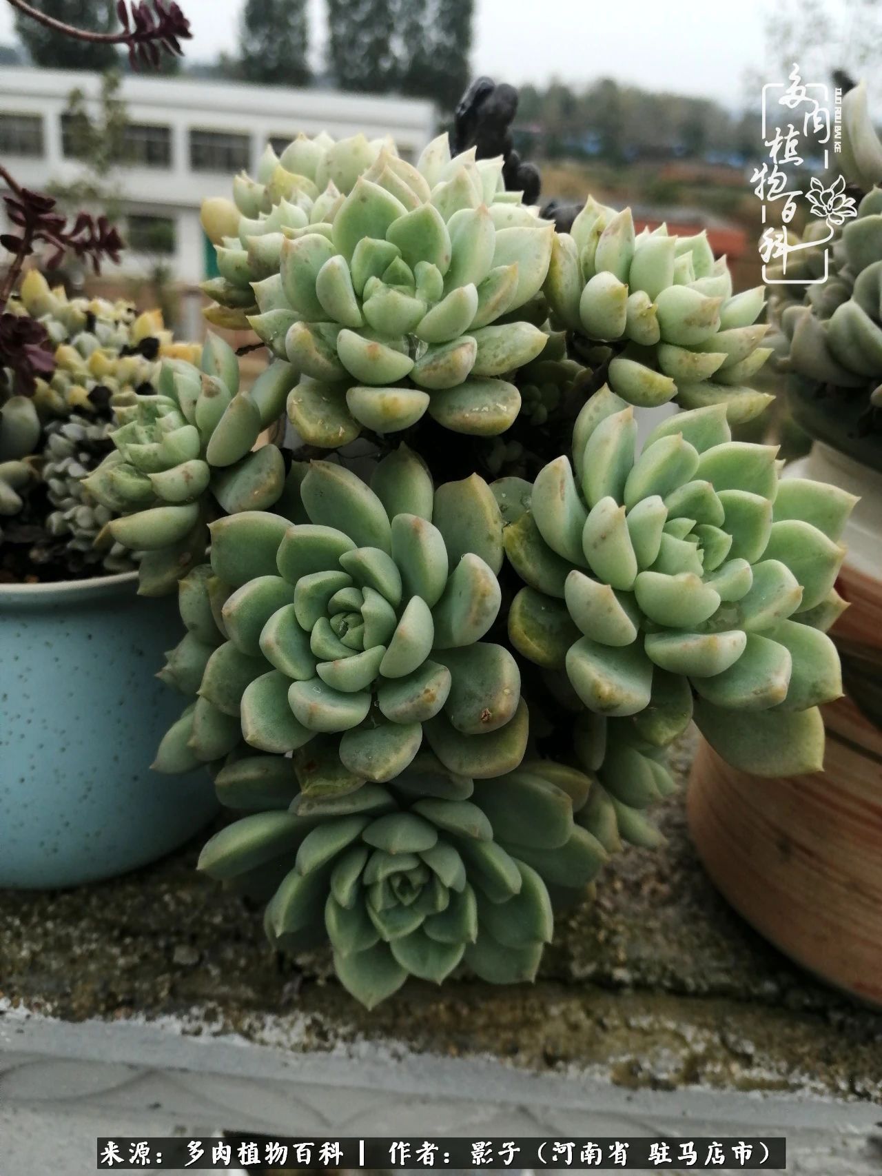 阳台上|被风雨洗礼的多肉越来越漂亮了,忍不住又往坑里跳!