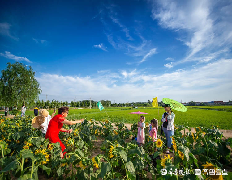 济南网红向日葵花海波澜壮阔如同画卷，如此美景别错过！|情报站| 向日葵