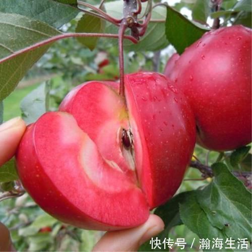 檀香紫檀|老祖宗传下的手艺,用树桩做盆景,极其珍贵,还不来一盆