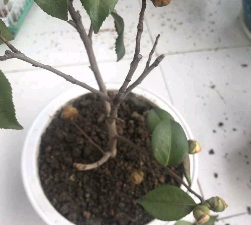 怎样才能让茶花多开花?做到3个技巧,防止花蕾掉落,花开不停