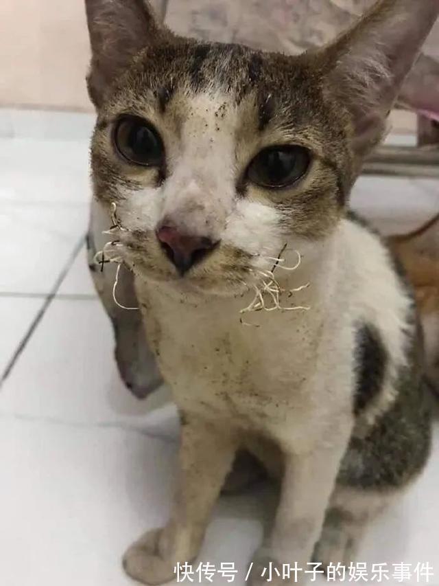 |听说想看低成本cos的漂亮小姐姐 冷段子1383 & 去年今日1073